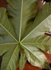 Nature_26